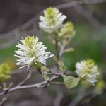 Fothergilla gardenii flower