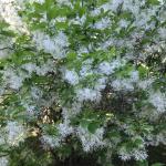 Chionanthus virginicus, White Fringetree