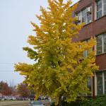 Ginkgo biloba fall color