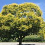 Golden rain tree