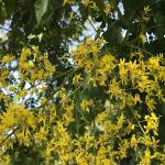 Golden rain tree flowers