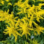 Solidago 'Goldkind'