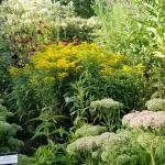 Solidago 'Goldkind'