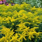 Solidago 'Goldkind'