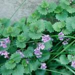 Ground ivy