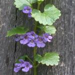 Ground Ivy flowers