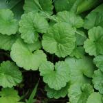 Ground Ivy leaves