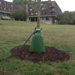 Figure 2. A watering bag being filled after a tree planting. Proper hydration is important to help ensure tree survival.