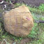 Figure 9. Nursery-grown trees that have been dug, balled and wrapped in burlap (B&B). 