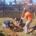 Fig. 1. A tree warden demonstrates planting a balled and burlap urban tree with municipal employees (Newburyport, MA).