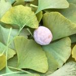 Ginkgo (Ginkgo biloba), a tree commonly planted in the urban environment, is predicted to thrive under climate change scenarios.