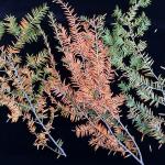 Hemlock winter burn damage