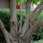 Heptacodium bark 