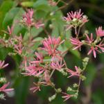 Heptacodium flowers