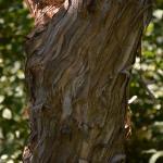 Heptacodium miconoides bark