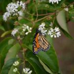 Heptacodium flower 