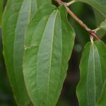 Heptacodium miconoides leaf