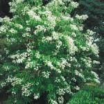 Seven-son flower (Heptacodium miconiodes) 