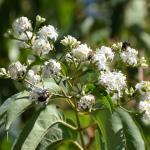 Heptacodium miconoides flower