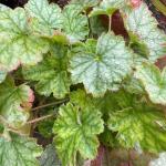 Heuchera Dolce 'Spearmint'