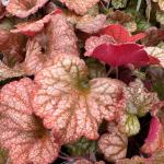 Heuchera Dolce 'Toffee Tart'