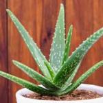 Aloe vera