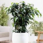 Ficus benjamina - weeping fig