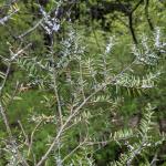 The white, woolly masses from hemlock woolly adelgid are very evident on infested eastern hemlock at this time. This tree was viewed on 5/19/21 in Hampshire County, MA. (Photo: Tawny Simisky, UMass Extension.)