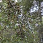 The white, woolly masses from hemlock woolly adelgid are very evident on infested eastern hemlock at this time. As in this photo, you may also notice elongate hemlock scale present on the underside of the same needles. This tree was viewed on 5/24/21 in Hampshire County, MA. (Photo: Tawny Simisky, UMass Extension.)