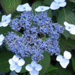 Fig. 4 - Hydrangea macrophylla 'Blue Billow'