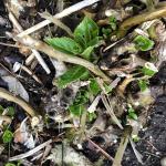 Fig. 3 - new growth of Hydrangea macrophylla, growing from base of plant.