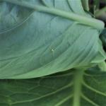 A single, white-yellow bullet shaped egg on the underside of a cabbage leaf.