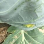 A spikey green pupa