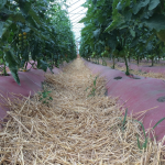 Raised beds in a high tunnel with a mulched pathway between.