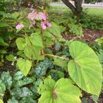 Hardy begonia leaves and flowers