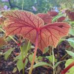 Hardy begonia leaf underside.