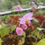 Hardy begonia flower.