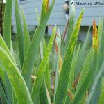 Iris leaf spot