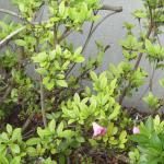 Iron deficiency in azalea