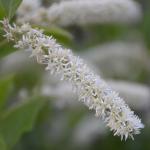 Itea virginica flower