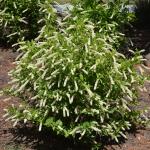 Itea virginica shrub in bloom