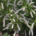 Itea virginica flowers