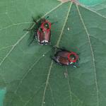 Figure 3. Parasitized Japanese beetles with the eggs of winsome fly attached to their pronotum (circled) collected in Sunderland MA, early August 2020.