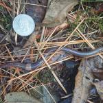 Adult jumping (crazy) worm (Amynthas spp). (Photo: Olga Kostromytska, Stockbridge School of Agriculture)