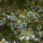 Juniper with berry like cones