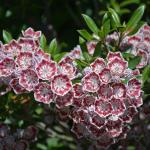 Kalmia latifolia flowers