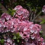 Kalmia latifolia flowers