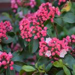 Kalmia latifolia flower buds