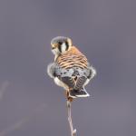 An American Kestrel perched on a branch.