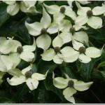 Cornus kousa flower